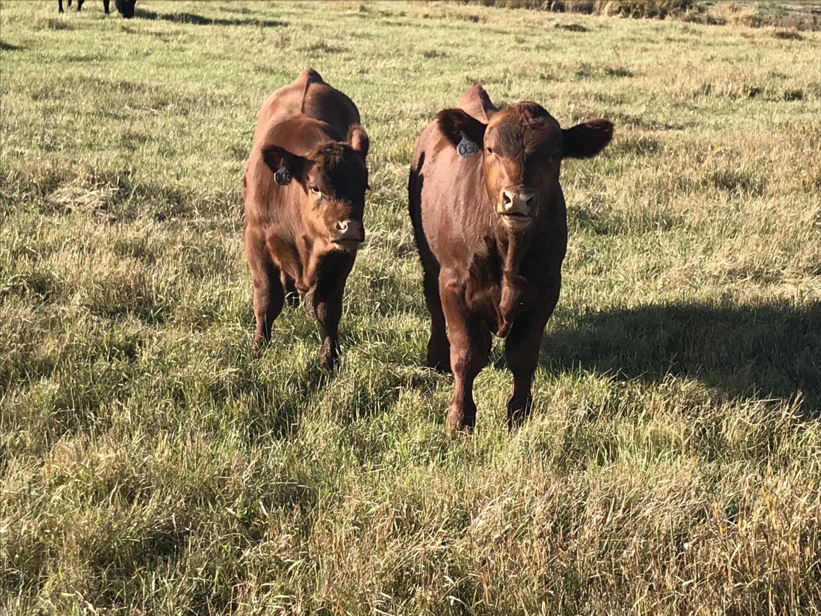 CC Red Calves